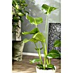 Piardino Baumstrelitzie (Strelitzia nicolai, Topfgröße: 21 cm) | BAUHAUS