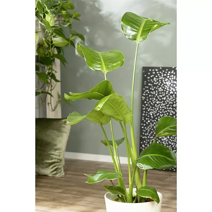 Piardino Baumstrelitzie - Strelitzia nicolai, Topfgröße: 21 cm - Stimmungsaufnahme