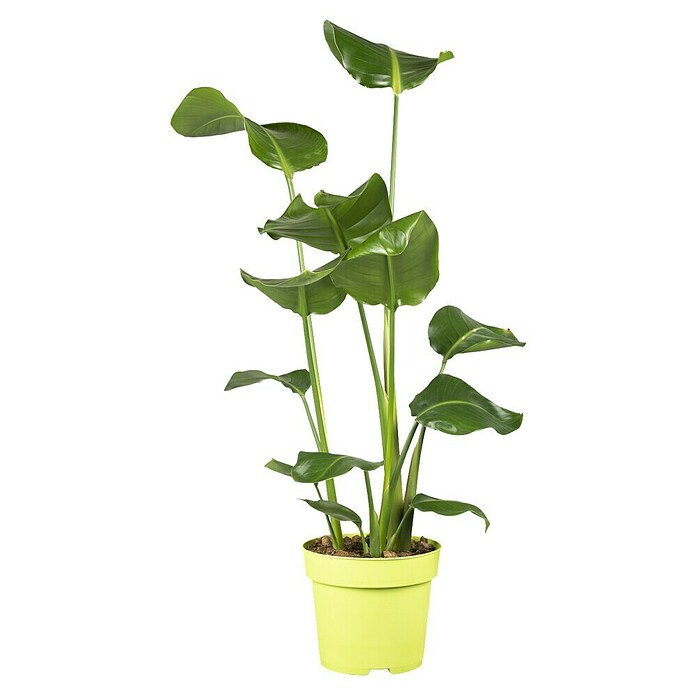 Piardino Baumstrelitzie (Strelitzia nicolai, Topfgröße: 21 cm) | BAUHAUS