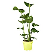 Piardino Baumstrelitzie (Strelitzia nicolai, Topfgröße: 21 cm) | BAUHAUS