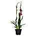 Piardino Orchidee Cambria Nelly Isler 