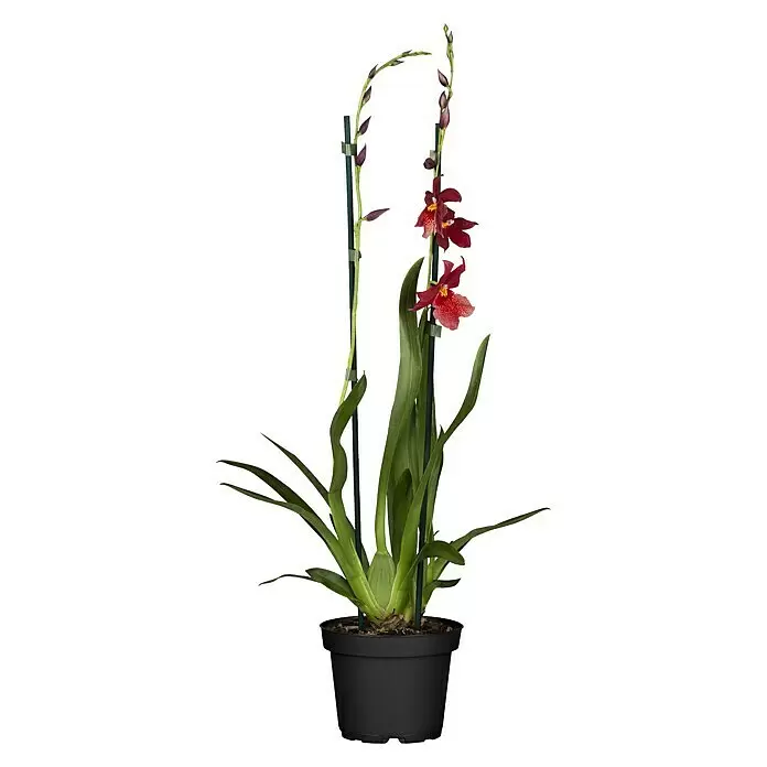 Piardino Orchidee Cambria Nelly Isler - Cambria vuylstekeara Nelly Isler, Topfgröße: 12 cm, Rot, Anzahl Triebe: 2 Stk. - Vorderansicht