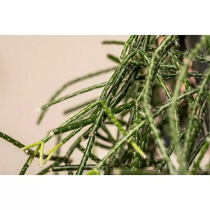 Piardino Rutenkaktus - Rhipsalis pilocarpa, Topfgröße: 18 cm - Detailaufnahme