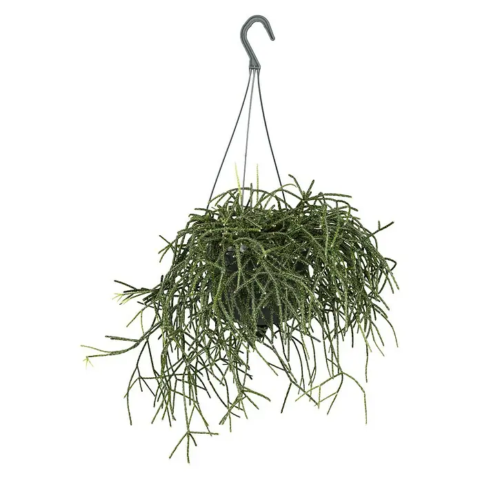 Piardino Rutenkaktus - Rhipsalis pilocarpa, Topfgröße: 18 cm - Hängepflanze mit grünen, verzweigten Trieben in einem dunklen Topf, aufgehängt an einem silbernen Haken, ideal für Innenräume.