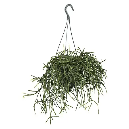 Piardino  Rutenkaktus