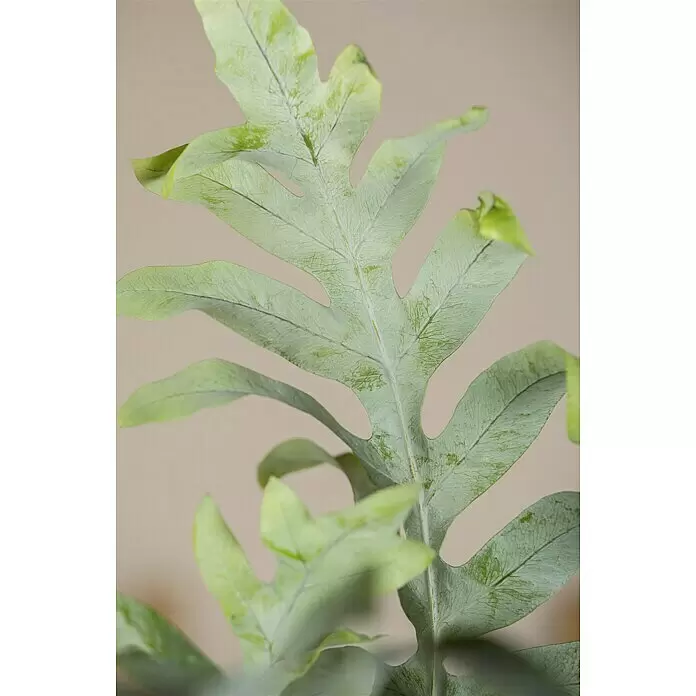 Piardino Goldtüpfelfarn - Phebodium aureum, Topfgröße: 18 cm - Detailaufnahme