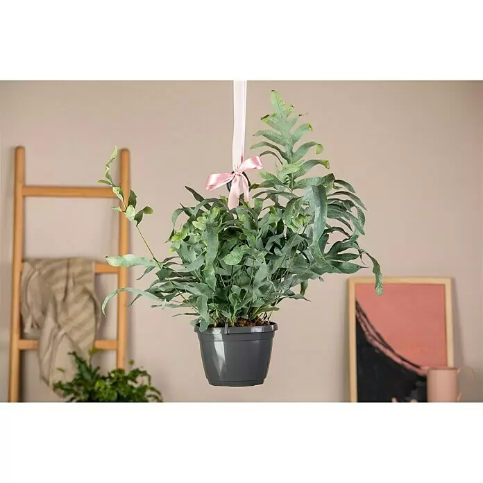 Piardino Goldtüpfelfarn - Phebodium aureum, Topfgröße: 18 cm - Stimmungsaufnahme