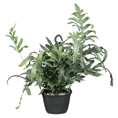 Piardino Goldtpfelfarn - Phebodium aureum, Topfgre: 18 cm online kaufen  bei BAUHAUS