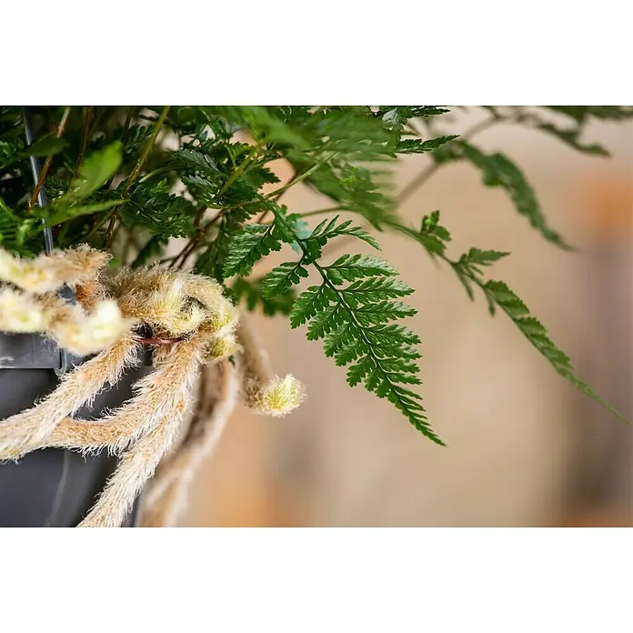 Hasenpfotenfarn - Humata tyermannii, Topfgröße: 18 cm - Nahaufnahme eines hängenden Korbpflanze mit Farnen und zarten, hängenden Ranken. Ein Blickfang für jeden Raum, der Natürlichkeit ausstrahlt.