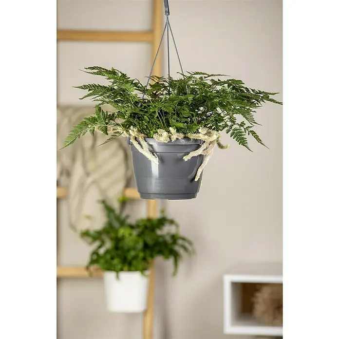 Hasenpfotenfarn - Humata tyermannii, Topfgröße: 18 cm - Nahaufnahme einer Zimmerpflanze in einem grauen Topf, die von der Decke hängt und eine beruhigende Atmosphäre im Raum schafft.