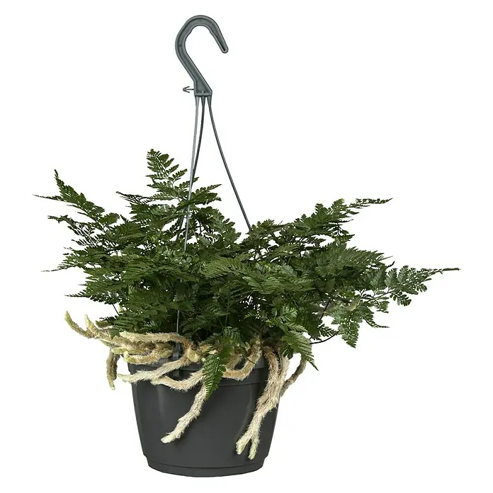 Hasenpfotenfarn - Humata tyermannii, Topfgröße: 18 cm - Hängepflanze mit grünen Blättern in einem grauen Topf mit einer grauen Hängevorrichtung. Die Pflanze hat lange, haarige Wurzeln.