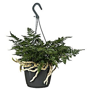 Hasenpfotenfarn - Humata tyermannii, Topfgre: 18 cm online kaufen bei  BAUHAUS