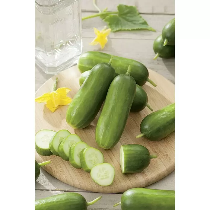 Blu Bio Snack-Gurke - Cucumis sativus, 12 cm - Stimmungsaufnahme