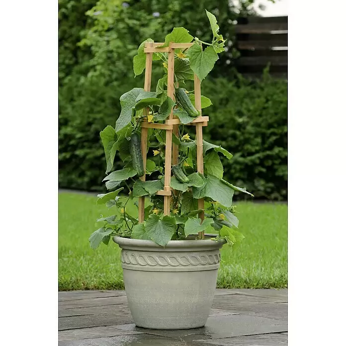 Blu Bio Snack-Gurke - Cucumis sativus, 12 cm - Stimmungsaufnahme