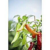 Piardino Blu Bio (Capsicum anuum , Topfgröße: 12 cm)