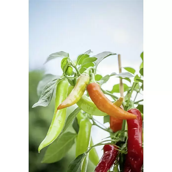 Blu Bio Chili Zwerg - Capsicum anuum, 12 cm, Erntezeit: Juli - Detailaufnahme