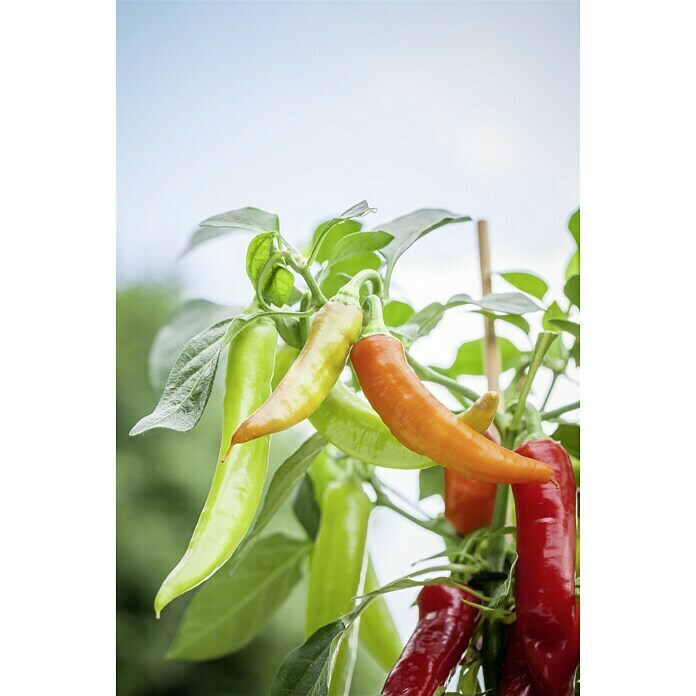 Blu Bio Chili ZwergCapsicum anuum, 12 cm Detail Shot