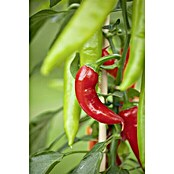 Piardino Blu Bio (Capsicum anuum , Topfgröße: 12 cm)