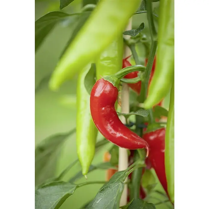 Blu Bio Chili Zwerg - Capsicum anuum, 12 cm, Erntezeit: Juli - Nahaufnahme von roten und grünen Spitzpaprika, die an einer Pflanze wachsen. Sie sind ein Blickfang in jedem Garten.