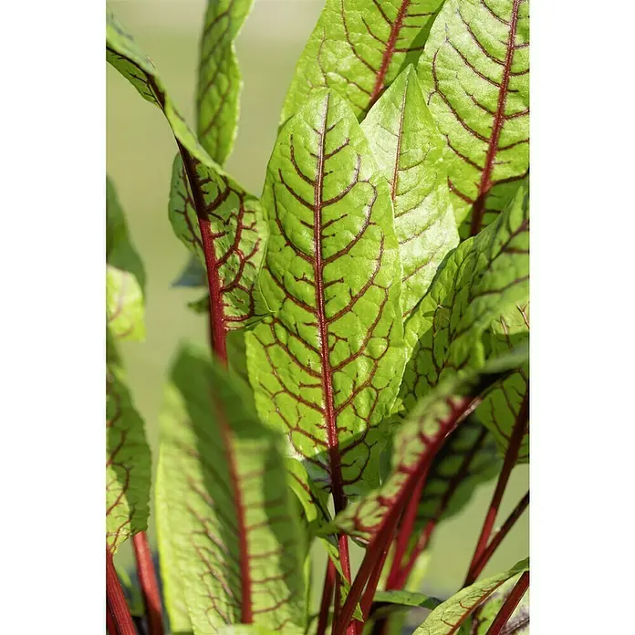Blu Bio Sauerampfer Rotblättrig - Rumex sanguineus, Topfgröße: 12 cm - Nahaufnahme von blutrotem Ampfer mit grünen Blättern und roten Adern, die ein dekoratives Element für Salate oder als Beilage bietet.