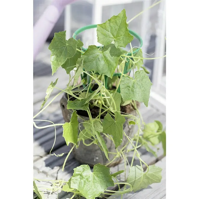 Blu Bio Snack-Gurke - Melothria scabra, 12 cm - Nahaufnahme einer Topfpflanze mit grünen Blättern und Ranken, die sich um einen grünen Pflanzenstützring winden. Die Pflanze steht auf einem Holztisch.