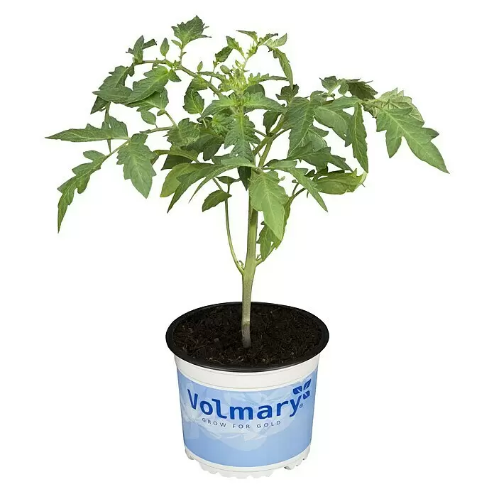 Piardino Tomate Delizia - Lycopersicon esculentum, 12 cm, Erntezeit: Juli