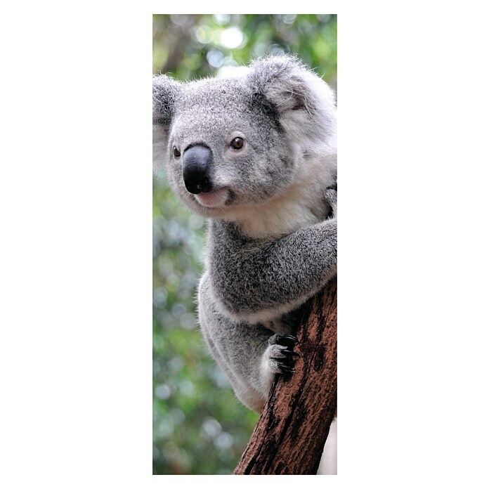 SanDesign Pannello composito in alluminio Cute Koala
