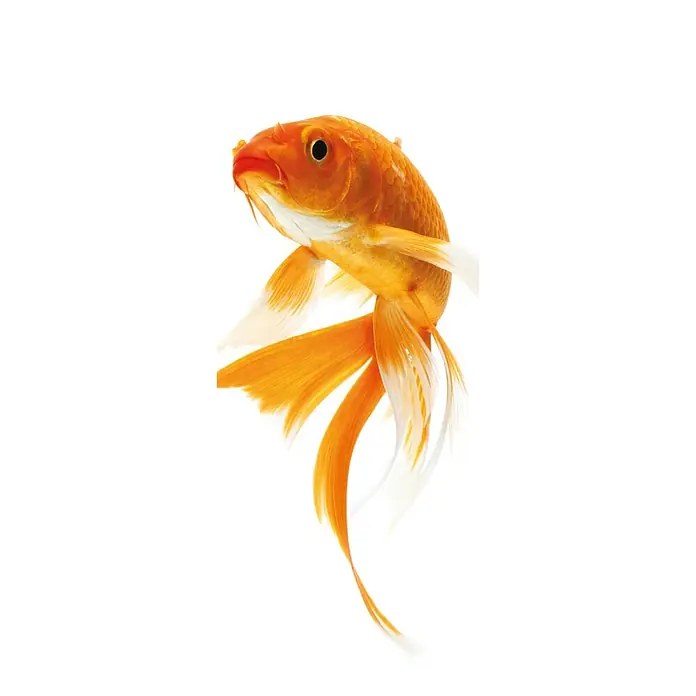 SanDesign Acryl-Verbundplatte - 100 x 250 cm, Goldfish - Nahaufnahme eines Goldfisches mit leuchtend orangefarbenem Körper und fließenden, teils weißen Flossen vor einem klaren, weißen Hintergrund.