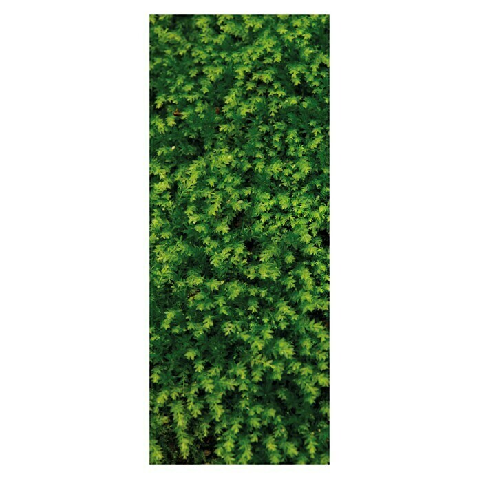 SanDesign Acryl-Verbundplatte100 x 250 cm, Fern Front View