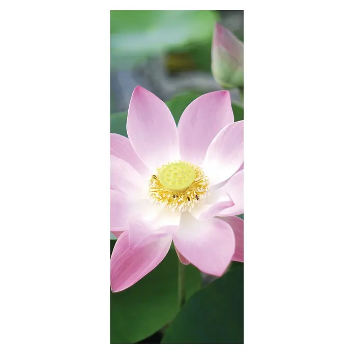 SanDesign Alu-Verbundplatte - 100 x 250 cm, Pink Water Lily - Nahaufnahme einer pinkfarbenen Lotusblume mit gelber Mitte und kleinen Insekten, die die Blüte bestäuben.