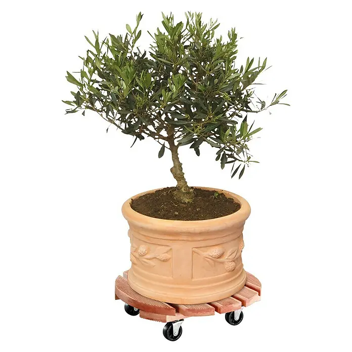 Wagner System Pflanzenroller Florenz - Durchmesser: 37,5 cm, Kiefer - Ein Olivenbaum im Topf auf einem rollbaren Pflanzenuntersetzer für einfache Bewegung und stilvolle Präsentation.