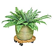 Gardol Podložak za biljke s kotačićima (Okruglo, Joha, Maksimalna nosivost: 100 kg)