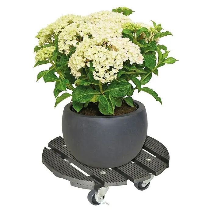 Wagner System Pflanzenroller - 29 cm, WPC, Anthrazit, Max. Belastung: 100 kg - Pflanzenroller mit einer Hortensie im Topf. Der Rollwagen erleichtert das Bewegen von schweren Pflanzen.