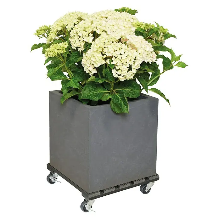 Wagner System Pflanzenroller - 29 x 29 cm, WPC, Anthrazit, Max. Belastung: 80 kg - Pflanzkasten mit Rädern und einer Hortensie. Der Blumenkübel ist aus grauem Stein und die Blüten sind cremefarben.