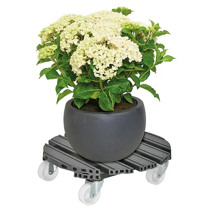 Wagner System Pflanzenroller - 38,5 cm, WPC, Anthrazit, Max. Belastung: 120 kg - Nahaufnahme einer Hortensie im Topf auf einem Rollbrett. Der Rollbrett erleichtert den Transport der Pflanze im Haus oder im Garten.