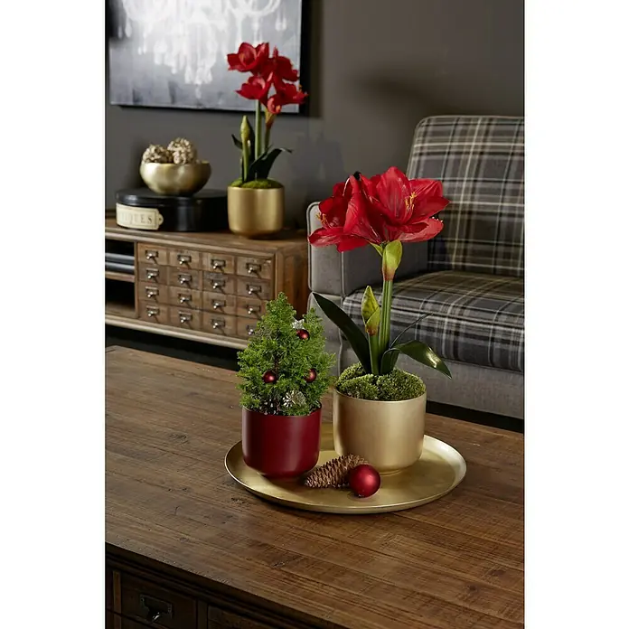 Soendgen Keramik Bari Übertopf rund - Außenmaß (Ø x H): 16 x 14 cm, Perlgold, Keramik, Matt - Weihnachtliche Tischdekoration mit Amaryllis in Goldtöpfen und kleinem Weihnachtsbaum auf einem Tablett.