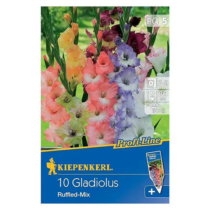 Kiepenkerl Sommerblumenzwiebeln Schwertblume - Gladiolus x hybrida 'Ruffled-Mix', 10 Stk. - Eine Packung Kiepenkerl 10 Gladiolen "Ruffled-Mix" Blumenzwiebeln, die eine Mischung aus farbenprächtigen, gerüschten Gladiolen zeigt.