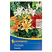 Kiepenkerl Sommerblumenzwiebeln Lilie (Lilium x hybrida 'Pixie Mix', 3 Stk.) | BAUHAUS