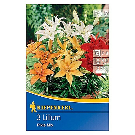 Kiepenkerl Sommerblumenzwiebeln Lilie (Lilium x hybrida 'Pixie Mix', 3 Stk.)