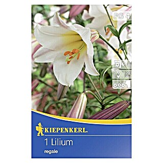 Kiepenkerl Sommerblumenzwiebeln Lilie (Lilium regale, 1 Stk.)
