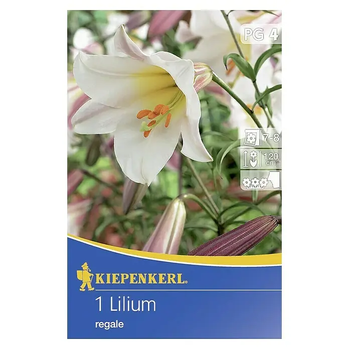 Kiepenkerl Sommerblumenzwiebeln Lilie - Lilium regale, 1 Stk. - Lilien-Zwiebel Kiepenkerl Lilium regale mit einer Blüte in Weiß-Gelb und lila Knospen. Verpackungsinformationen mit Pflanzsymbolen.