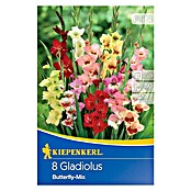 Kiepenkerl Sommerblumenzwiebeln Schwertblume (Gladiolus x hybrida 'Butterfly Mix', 8 Stk.) | BAUHAUS