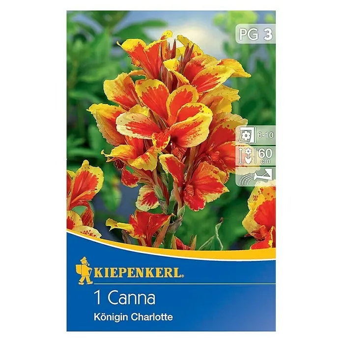 Kiepenkerl Sommerblumenzwiebeln Blumenrohr - Canna indica 'Königin Charlotte', 1 Stk. - Produktverpackung der „Kiepenkerl 1 Canna Königin Charlotte“ mit einer Nahaufnahme der auffälligen rot-gelben Blüte.