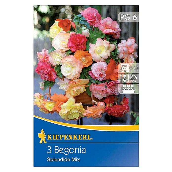Kiepenkerl Lukovice ljetnog cvijeća Begonia Splendide  (3 Kom.) | BAUHAUS