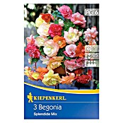 Kiepenkerl Lukovice ljetnog cvijeća Begonia Splendide  (3 Kom.) | BAUHAUS