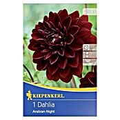 Kiepenkerl Herbstblumenzwiebeln (Dahlia 'Arabian Nights', Tiefdunkelrot, 1 Stk.) | BAUHAUS