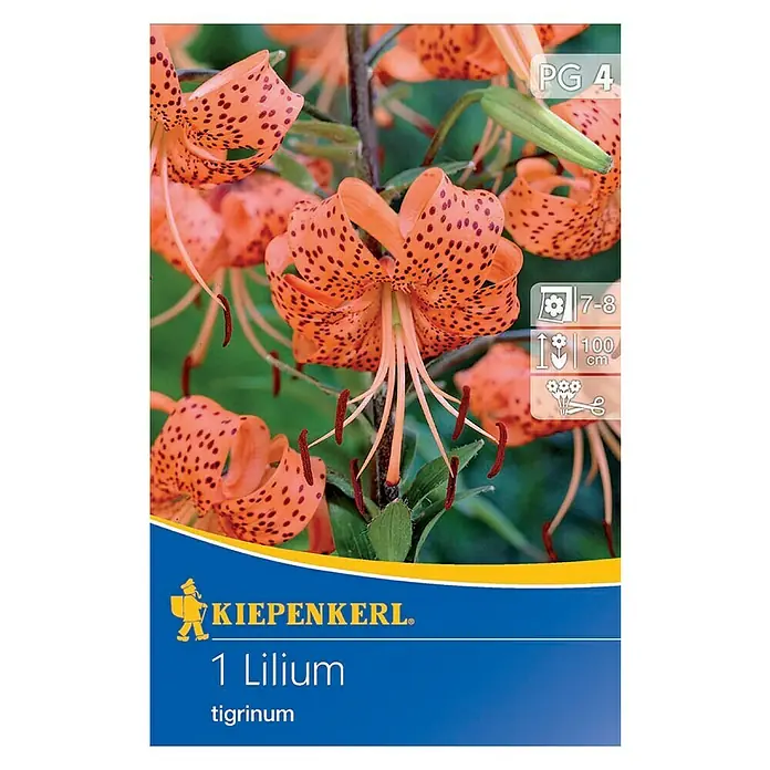 Kiepenkerl Sommerblumenzwiebeln Lilie - Lilium tigrinum, 1 Stk. - Eine Packung Tigerlilien-Zwiebeln der Marke Kiepenkerl. Die Blüten sind orangefarben mit dunklen Flecken.