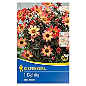 Kiepenkerl Herbstblumenzwiebeln Beet-Dahlie (Dahlia 'Star Wars', Gelb/Orange/Rot, Ungefüllt, 1 Stk.) | BAUHAUS