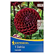 Kiepenkerl Herbstblumenzwiebeln Ball-Dahlie (Dahlia 'Ivanetti', Dunkelrot, 1 Stk.) | BAUHAUS