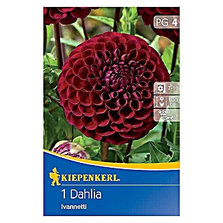 Kiepenkerl Herbstblumenzwiebeln Ball-Dahlie (Dahlia 'Ivanetti', Dunkelrot, 1 Stk.)